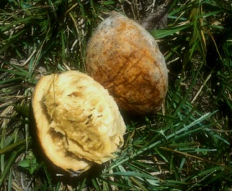 معرفی و راهنمای پرورش درختان میوه - جنیپاپو